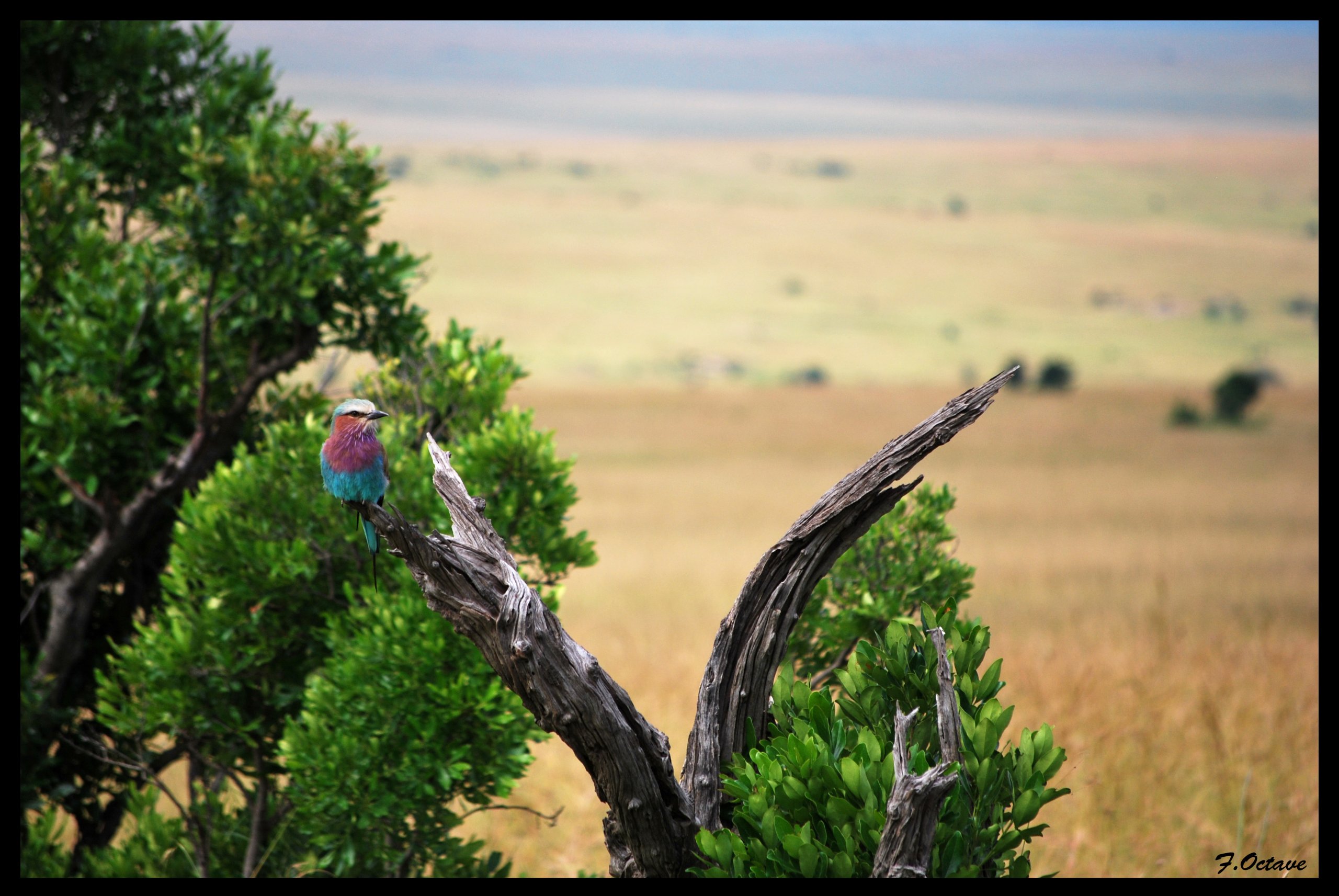 Wallpapers Trips : Africa Kenya Divers animaux vue au Kenya