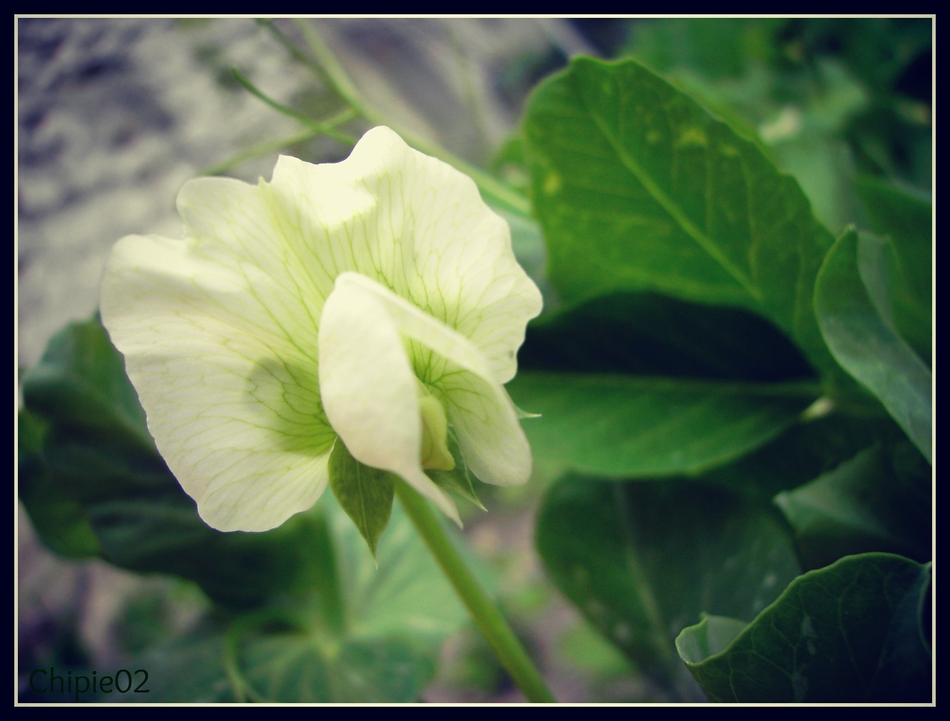 Fonds d'cran Nature Fleurs Petit pois en fleurs