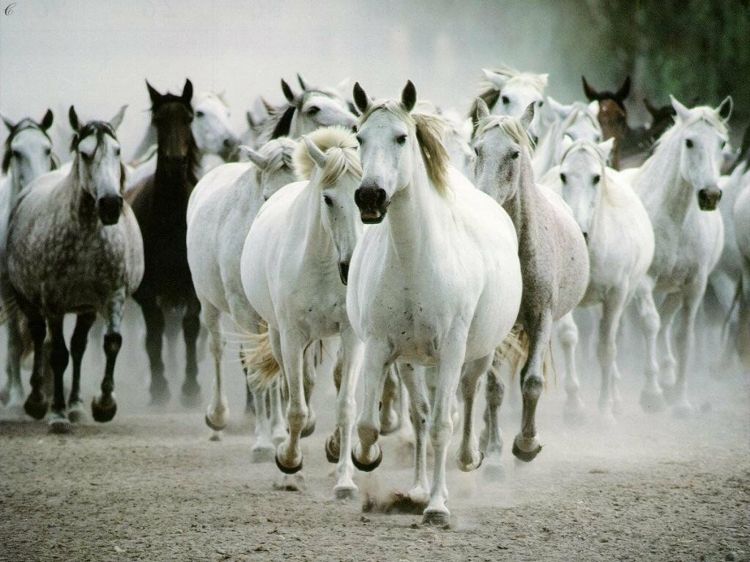 Fonds d'cran Animaux Chevaux Wallpaper N300182