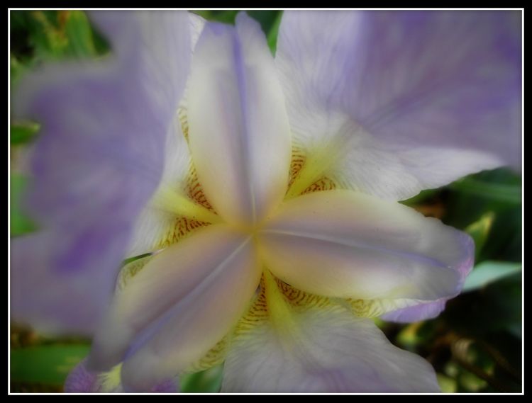 Fonds d'cran Nature Fleurs Coeur d'Iris