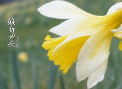  Nature Jonquilles