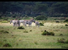  Voyages : Afrique Divers animaux vue au Kenya