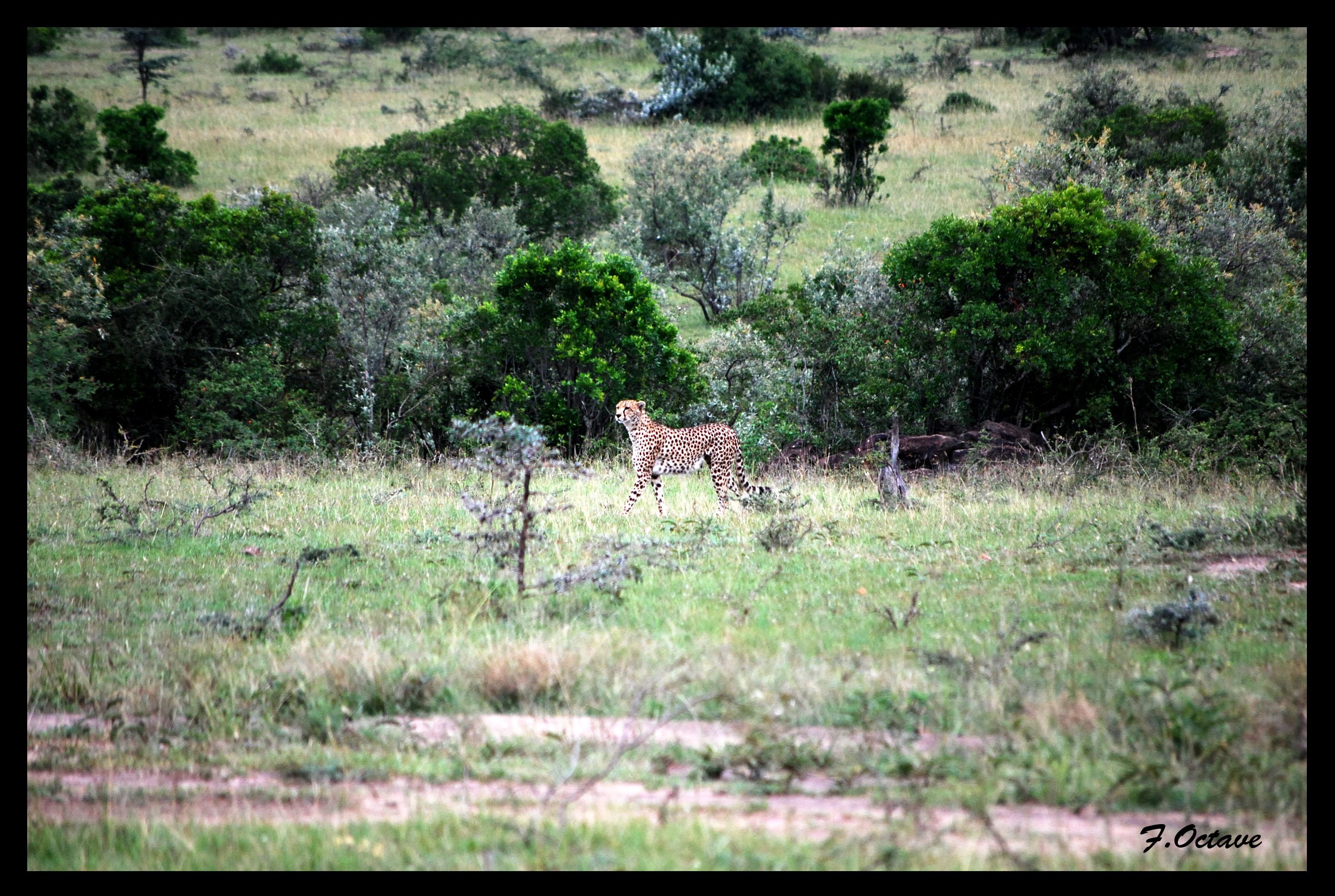 Wallpapers Animals Felines - Cheetahs Le Guepard