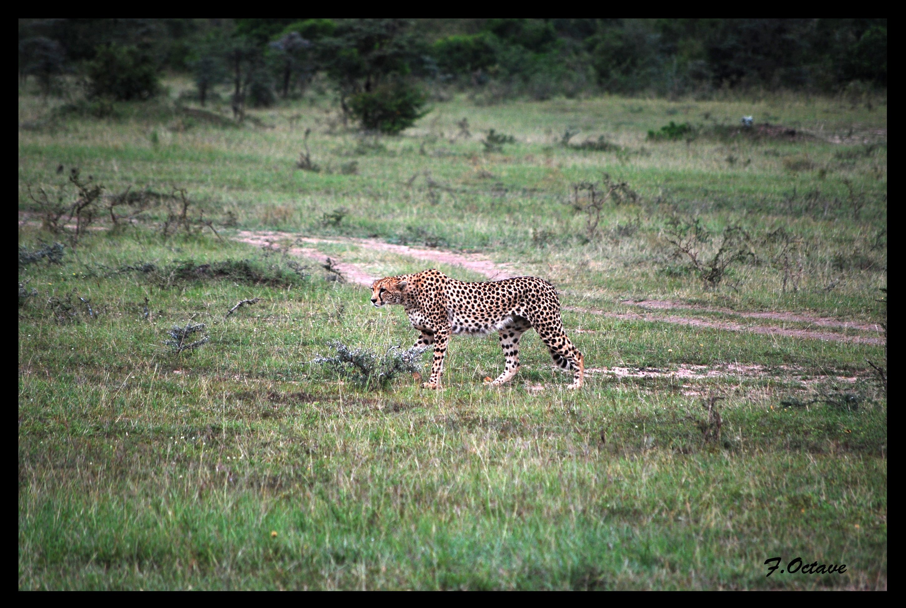 Fonds d'cran Animaux Félins - Guépards Le Guepard