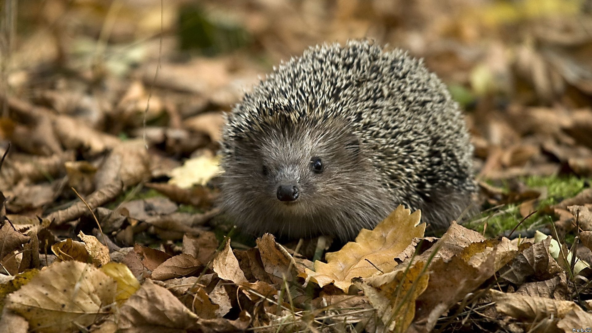 Fonds d'cran Animaux Hrissons 