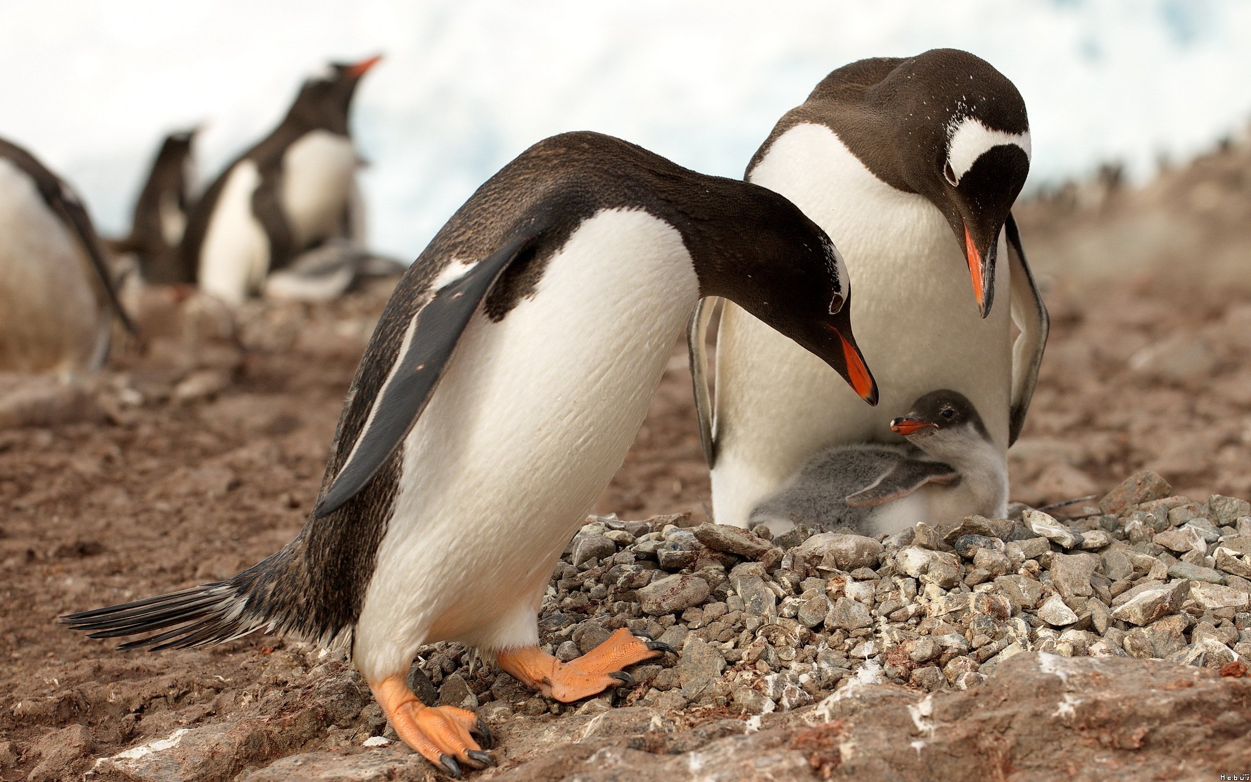 Fonds d'cran Animaux Oiseaux - Pingouins 