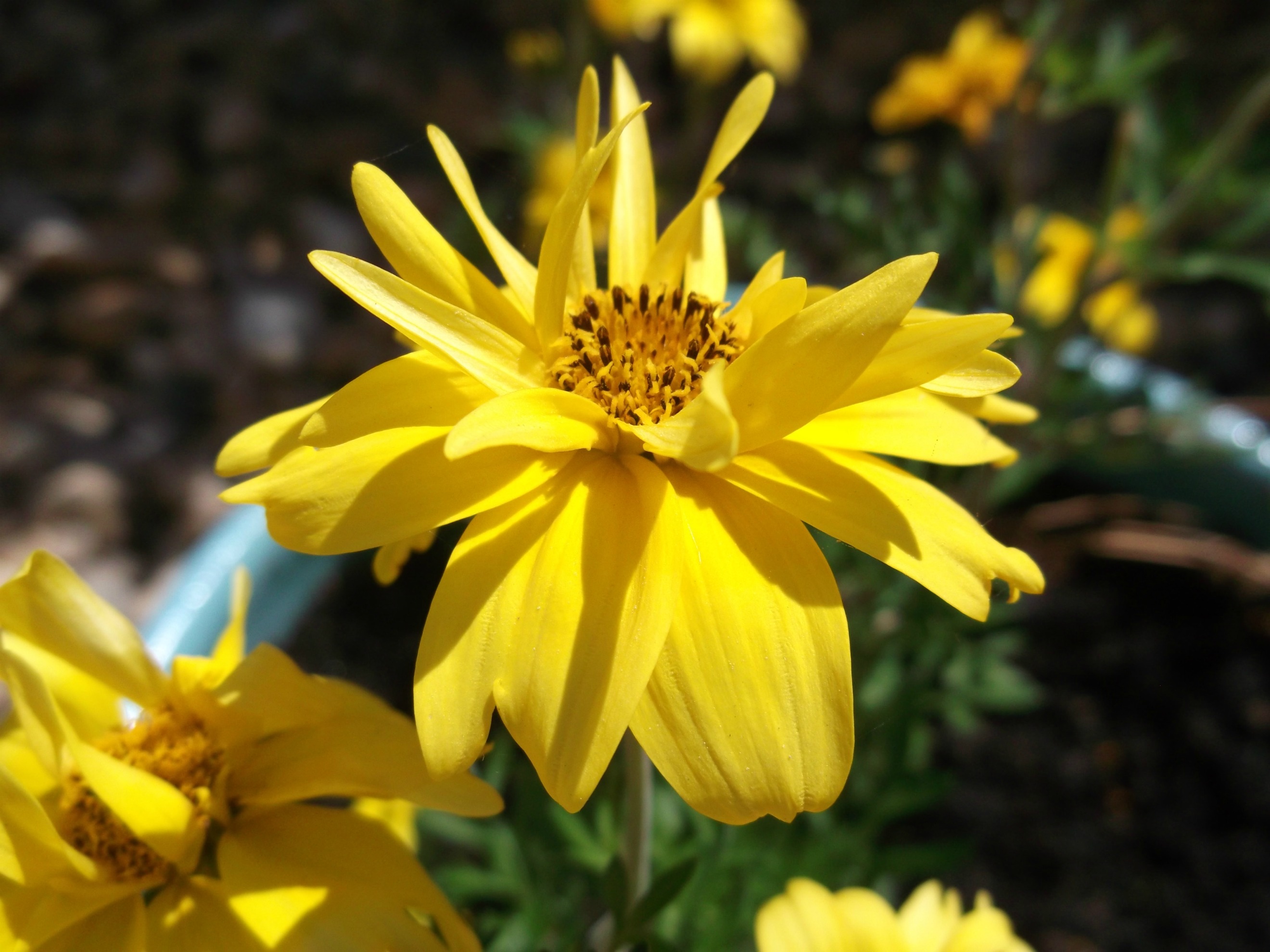 Fonds d'cran Nature Fleurs l'été s'annonce bien !