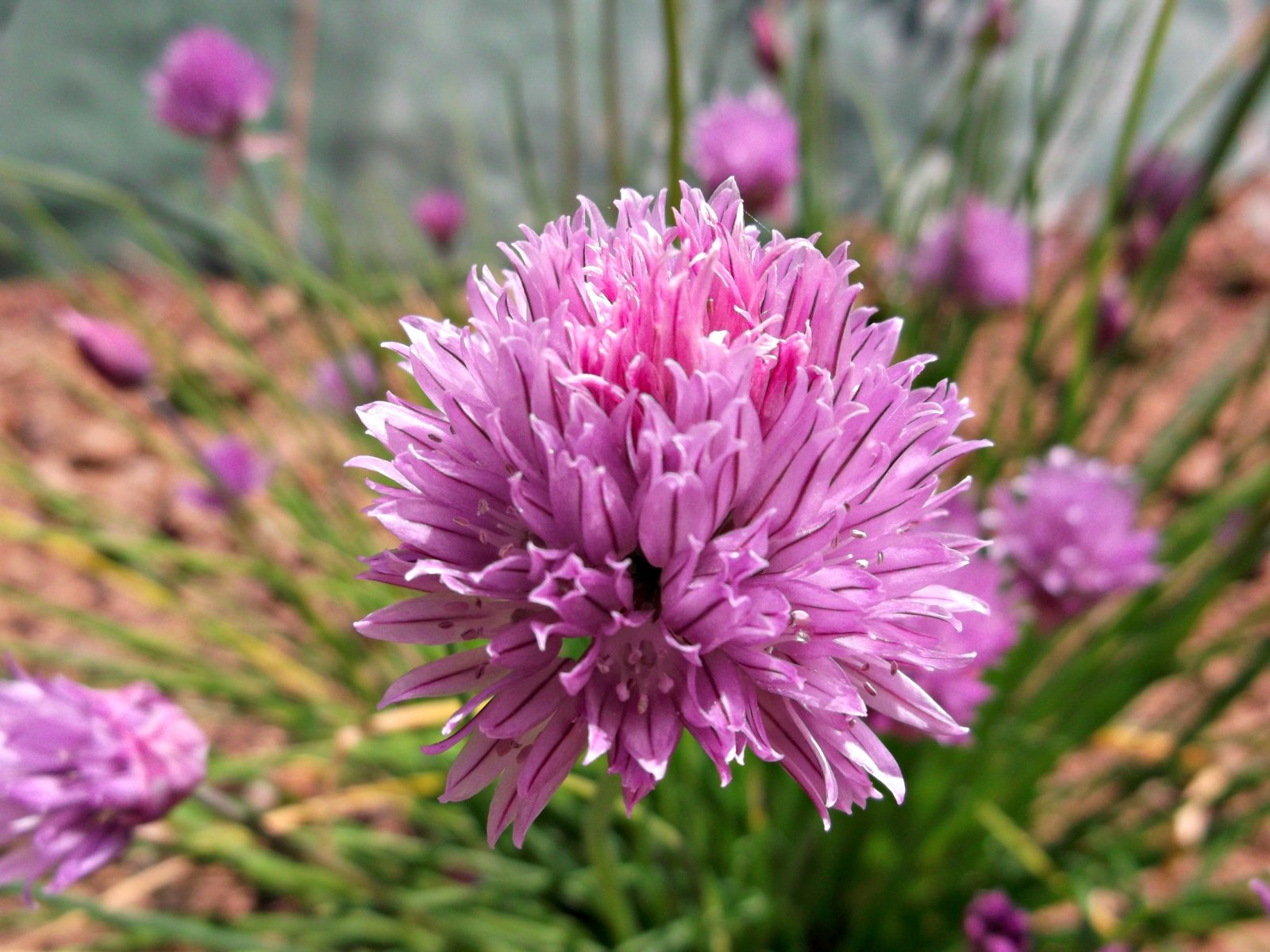 Fonds d'cran Nature Fleurs l'été s'annonce bien !