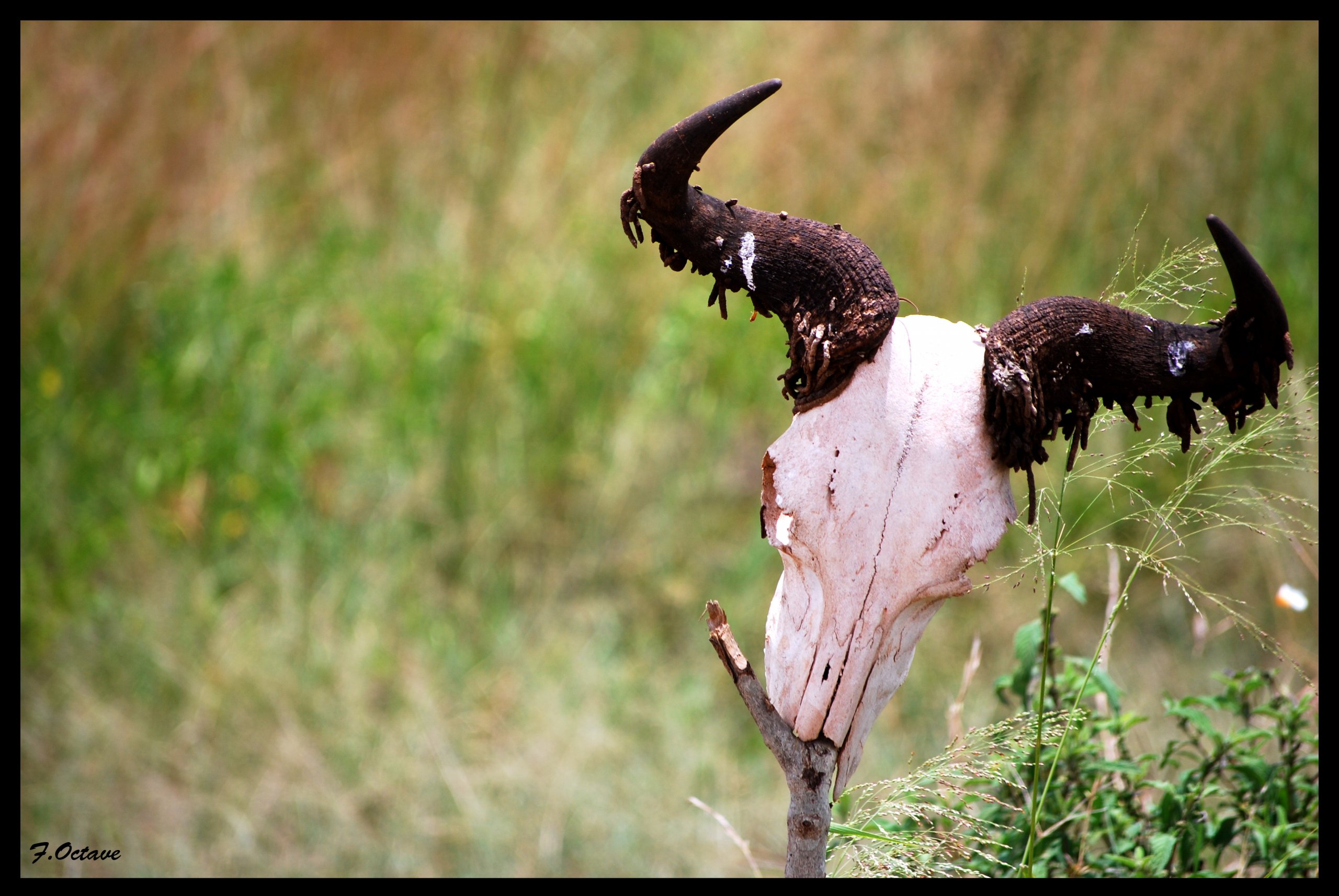 Wallpapers Trips : Africa Kenya Les p'tites betes !!