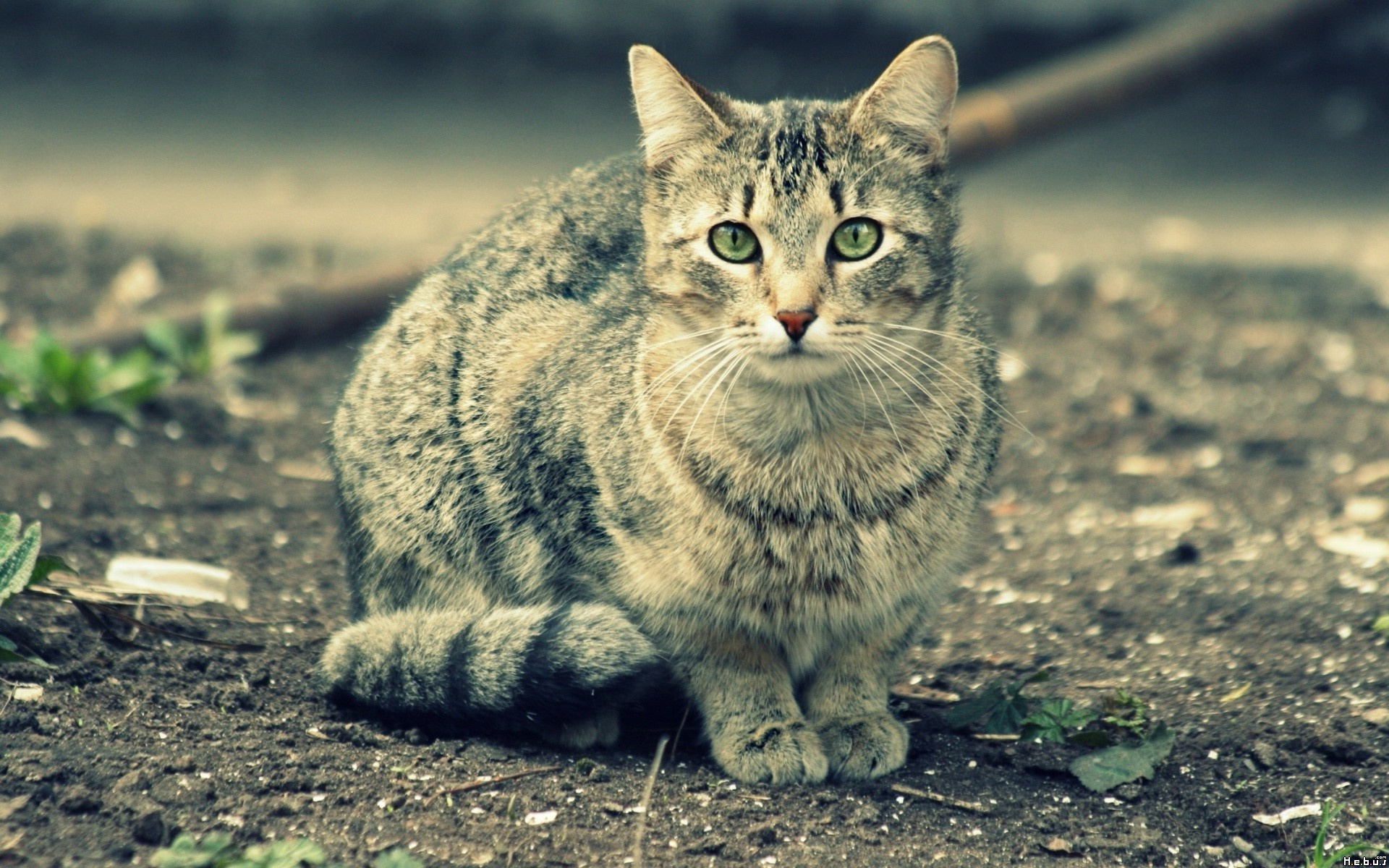 Fonds d'cran Animaux Chats - Chatons 