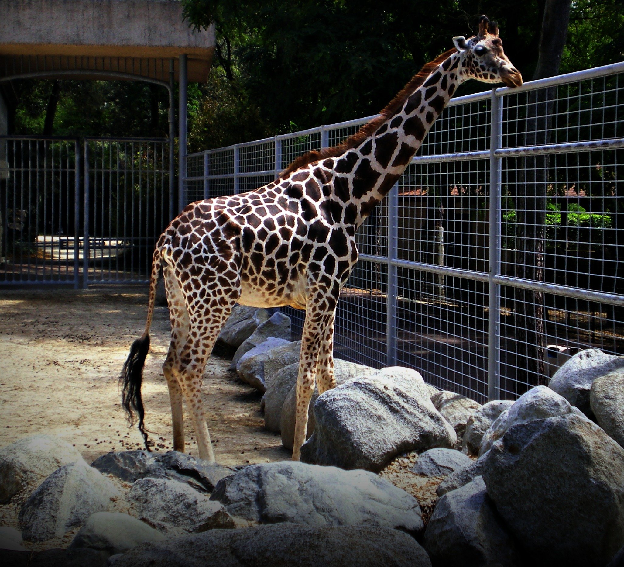 Wallpapers Animals Giraffes sophie la girafe