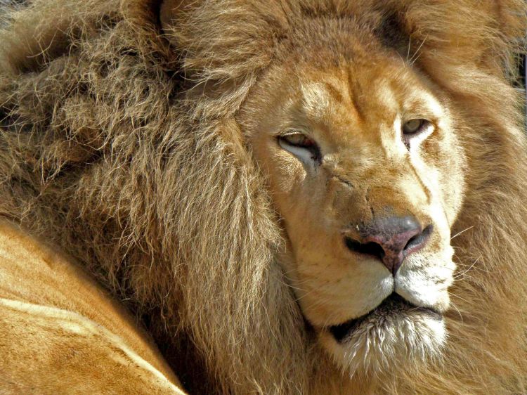 Wallpapers Animals Felines - Lions Somnolence