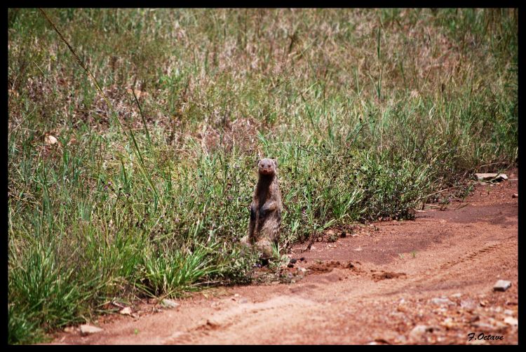 Fonds d'cran Voyages : Afrique Kenya Les p'tites betes !!