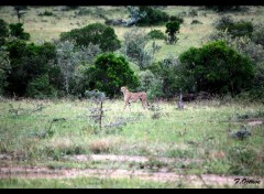  Animaux Le Guepard