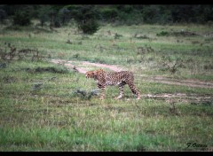  Animaux Le Guepard