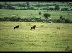  Animaux Le Guepard