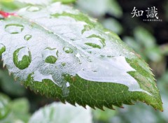  Nature Feuille douche