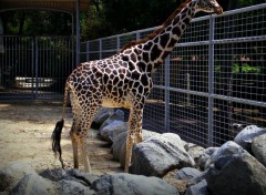  Animals sophie la girafe