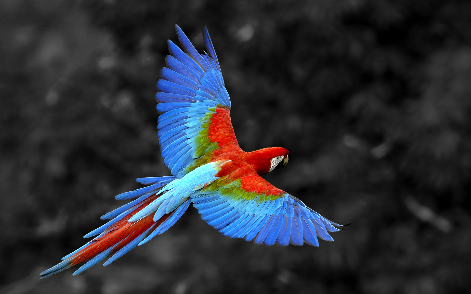 Wallpapers Animals Birds - Parrots 