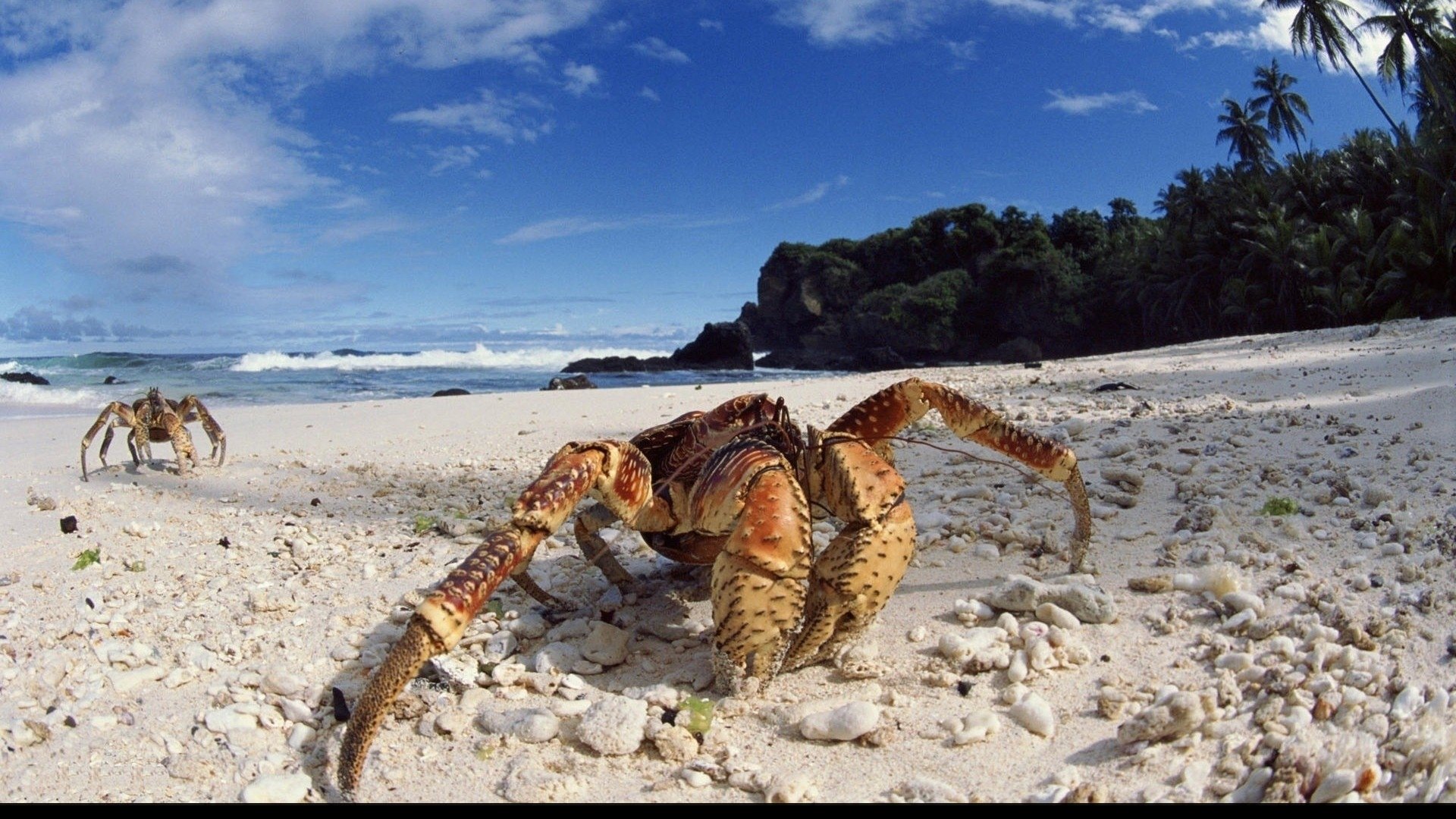 Wallpapers Animals Sealife - Crustaceans 