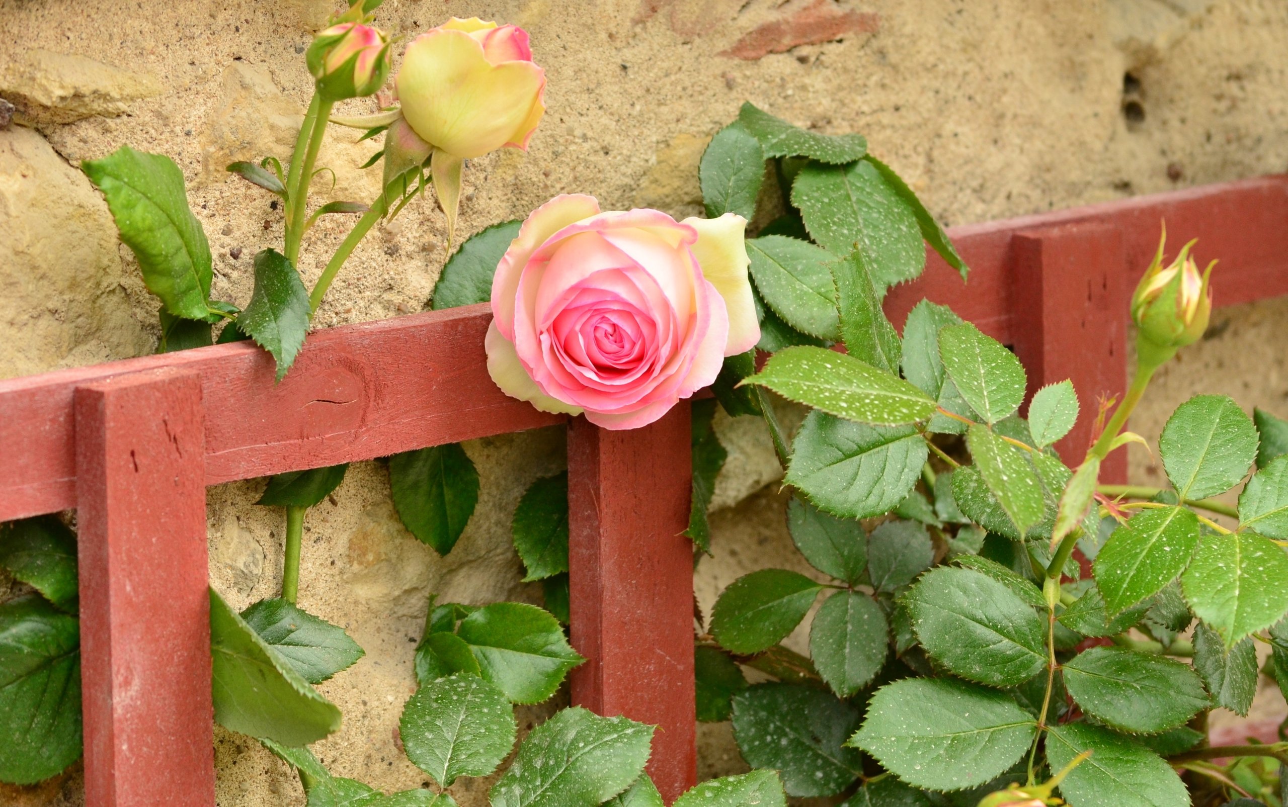 Fonds d'cran Nature Fleurs 