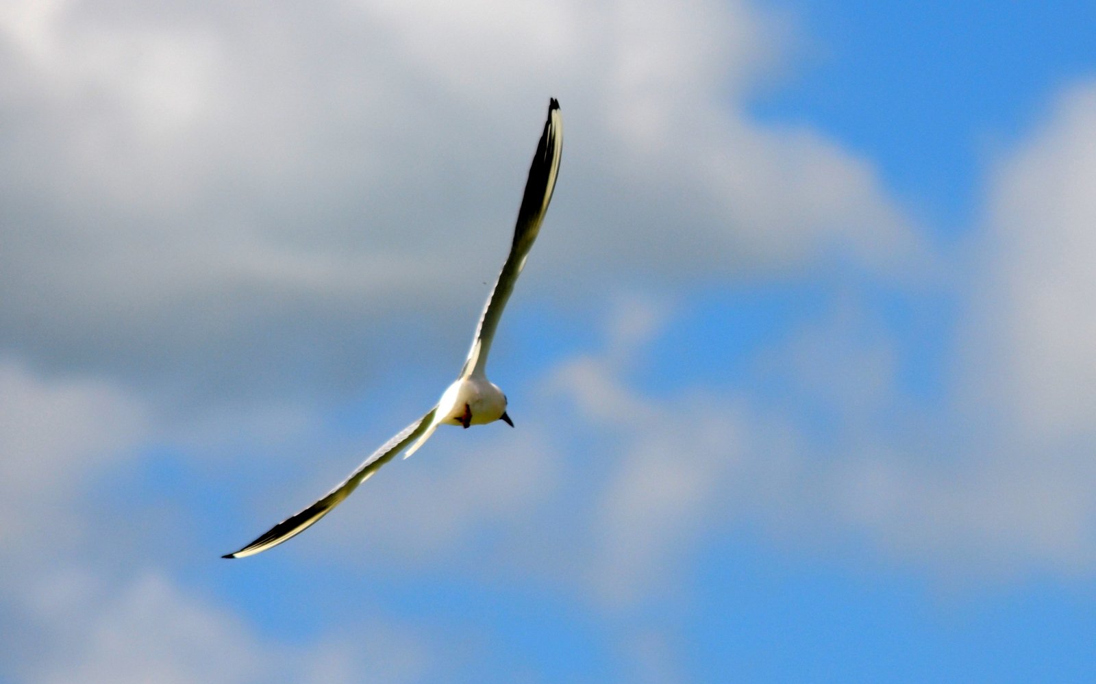 Fonds d'cran Animaux Oiseaux - Mouettes et Golands 