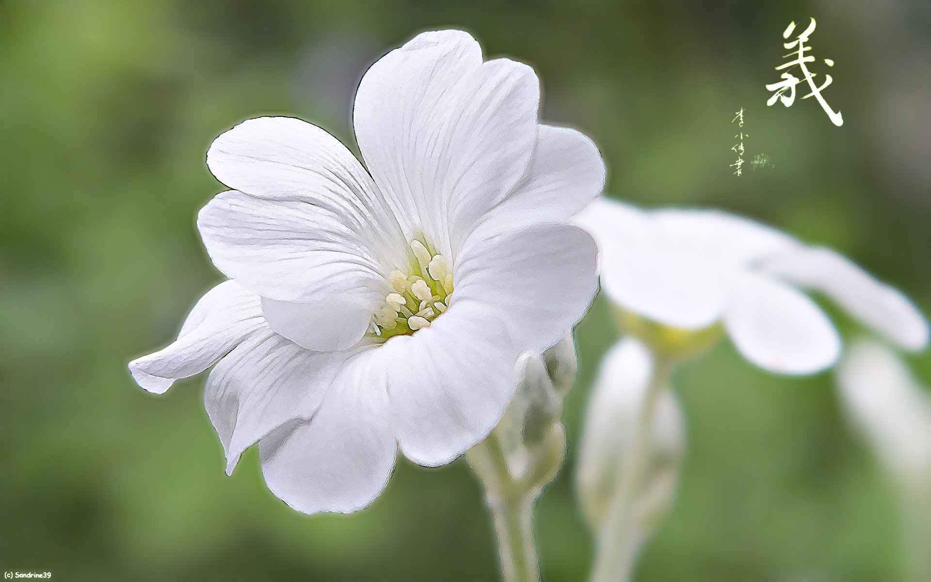 Wallpapers Nature Flowers Corbeille d'argent