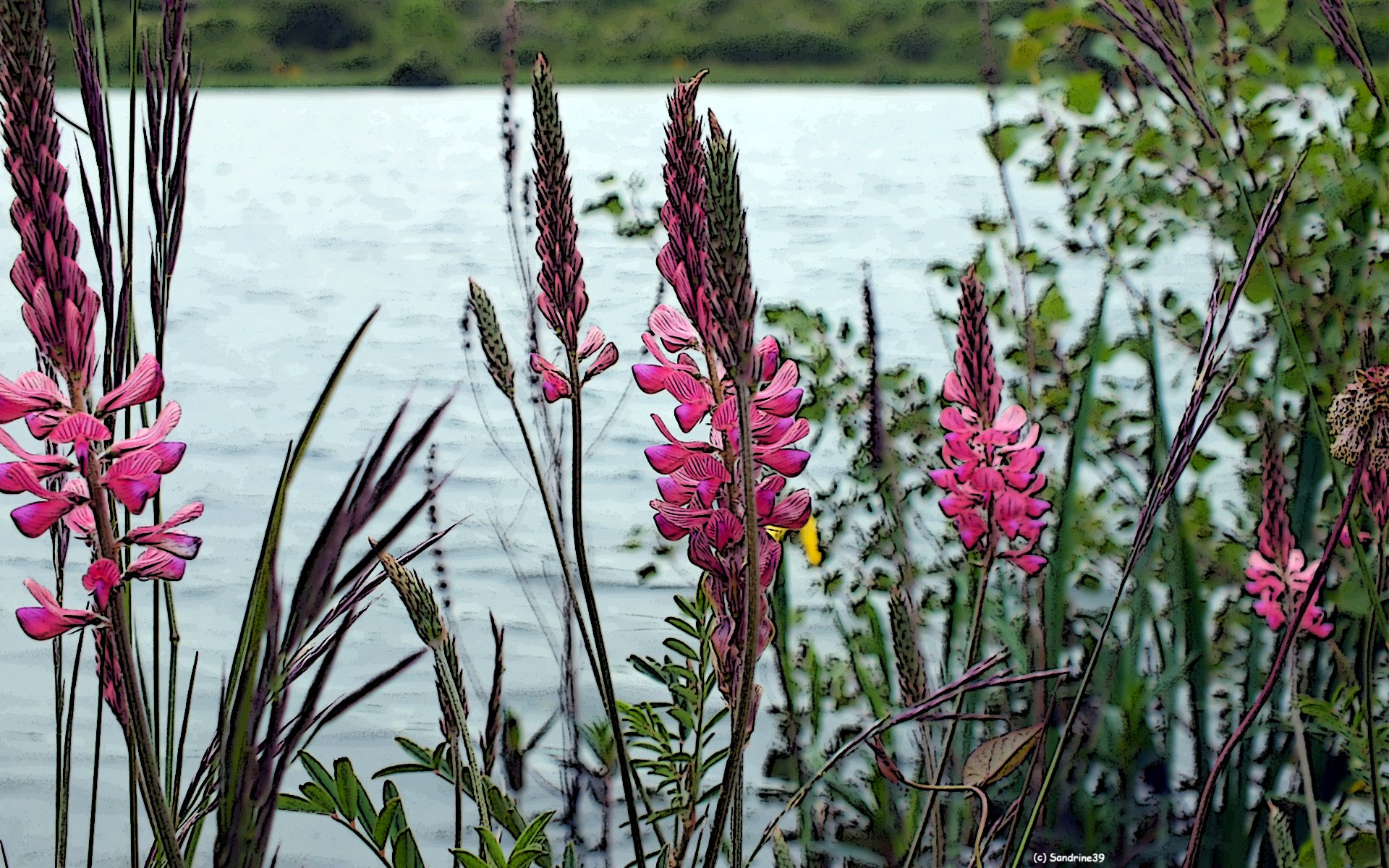 Fonds d'cran Nature Fleurs Fleurs d'eau