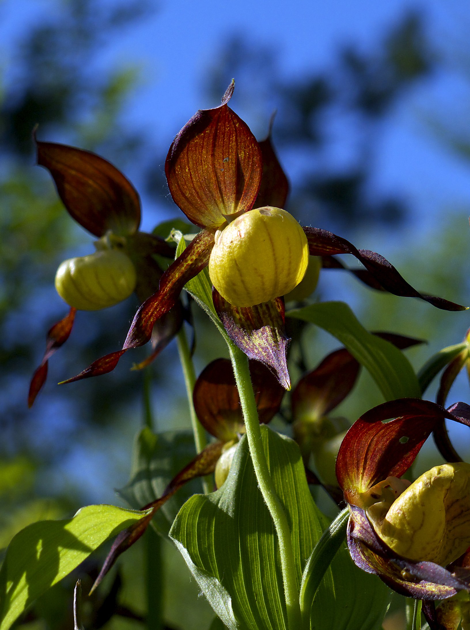 Fonds d'cran Nature Fleurs Cypripedium calceolus 2012