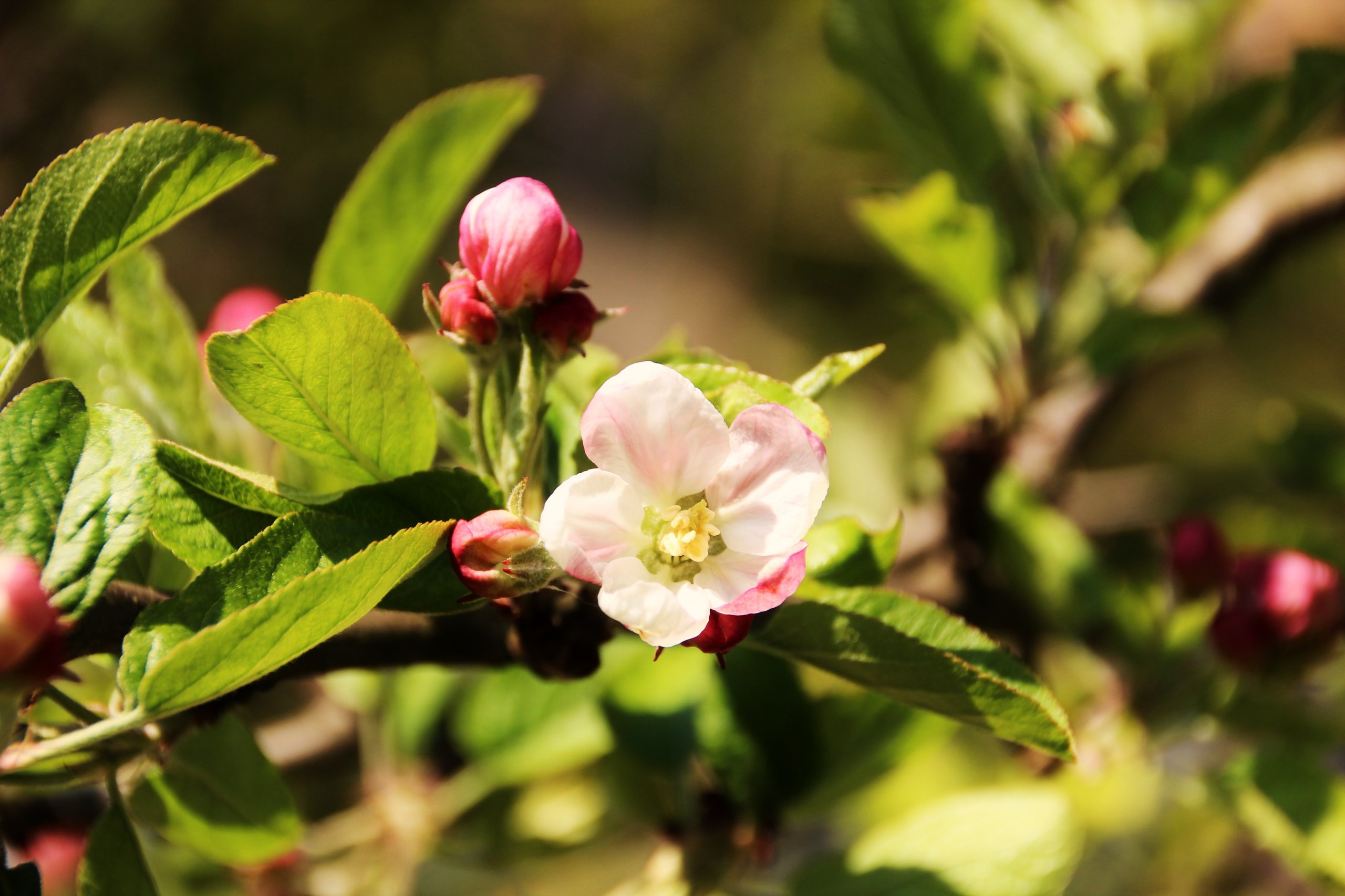 Wallpapers Nature Flowers 