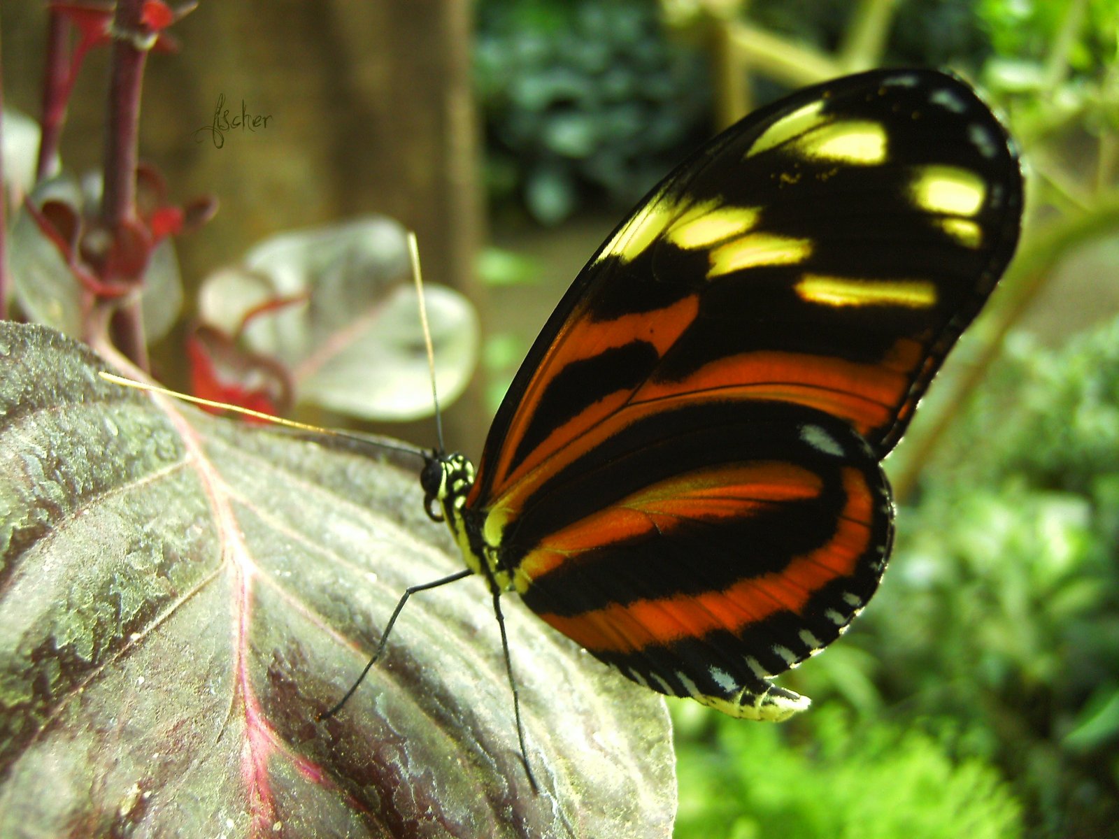 Fonds d'cran Animaux Insectes - Papillons 