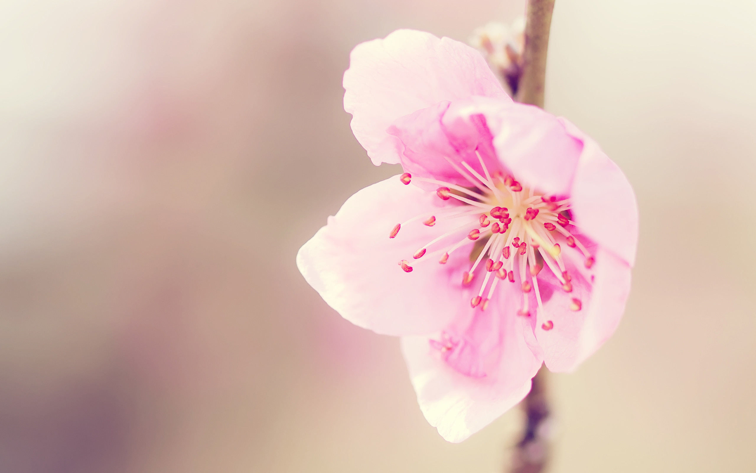 Fonds d'cran Nature Fleurs 