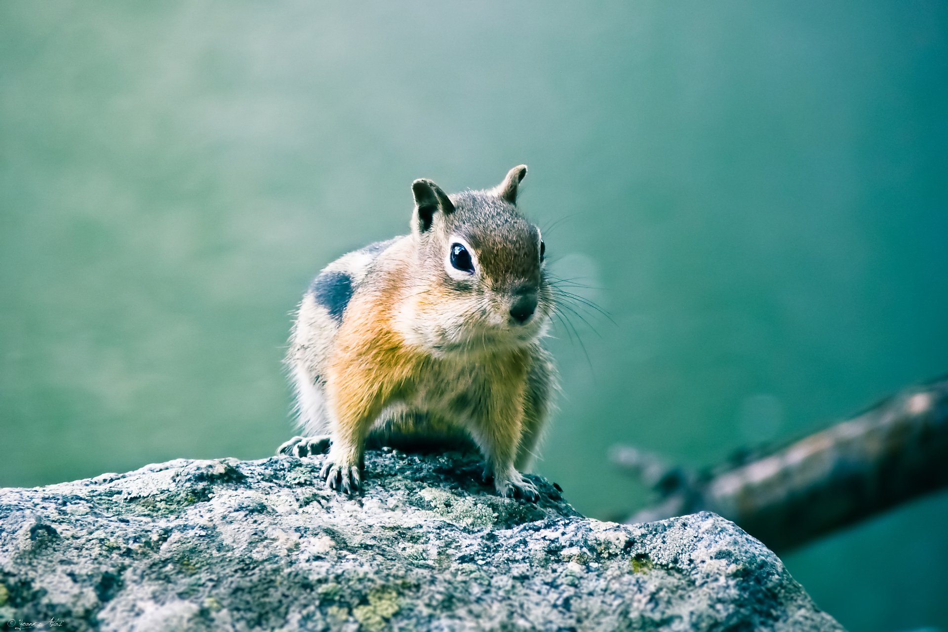 Fonds d'cran Animaux Rongeurs - Ecureuils Golden-mantled Ground Squirrel 