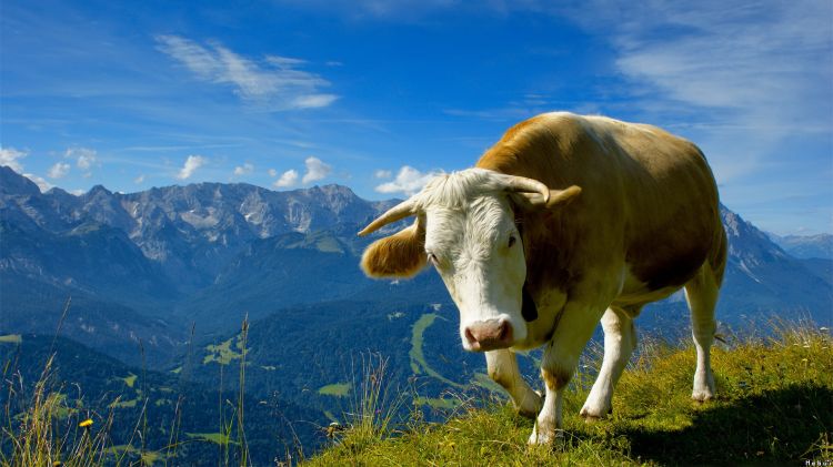 Wallpapers Animals Cows - Bulls - Beef Wallpaper N300570