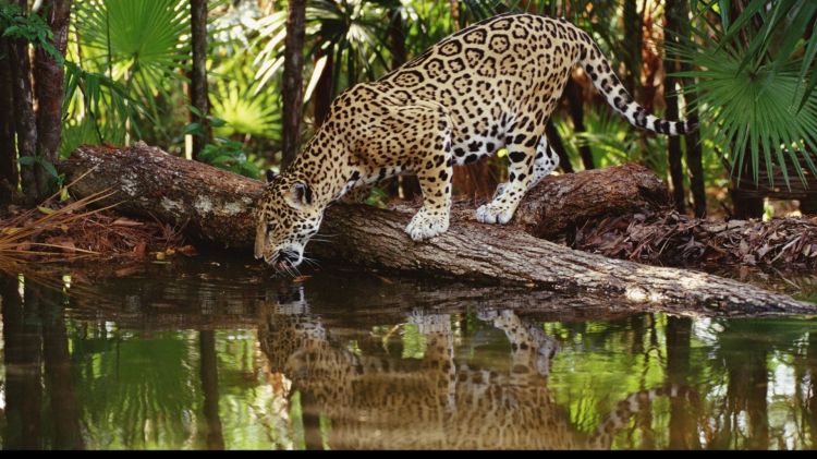 Fonds d'cran Animaux Flins - Jaguars Wallpaper N300630