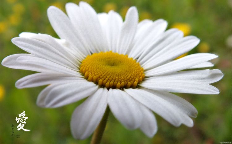 Wallpapers Nature Flowers Marguerite 