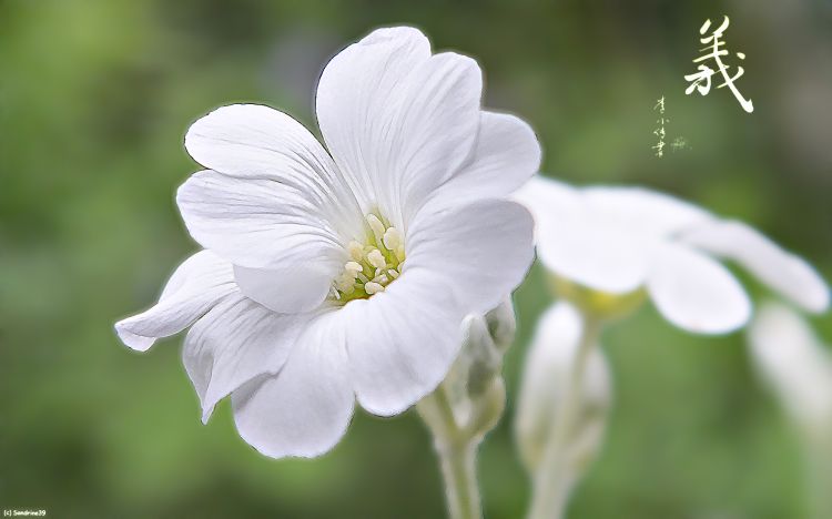 Wallpapers Nature Flowers Corbeille d'argent