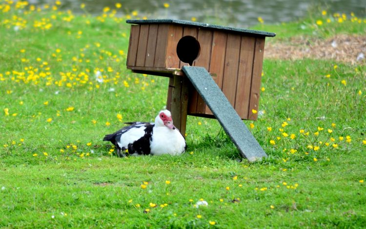 Fonds d'cran Animaux Oiseaux - Canards Wallpaper N300701