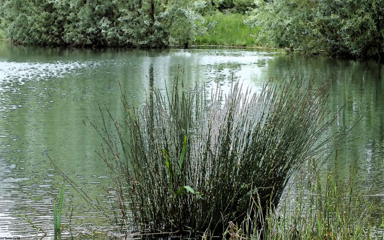 Fonds d'cran Nature Lacs - Etangs Reflets