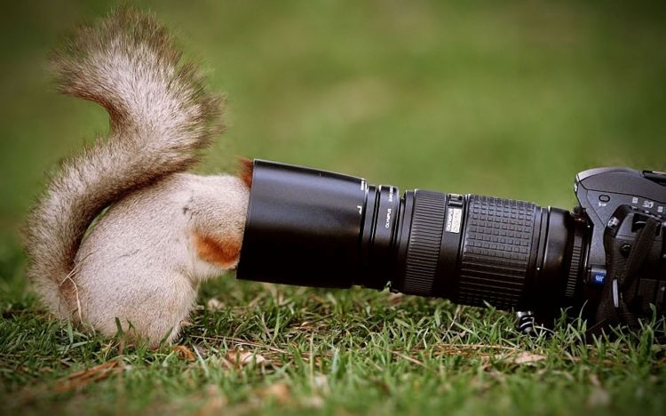 Fonds d'cran Animaux Rongeurs - Ecureuils Wallpaper N300646