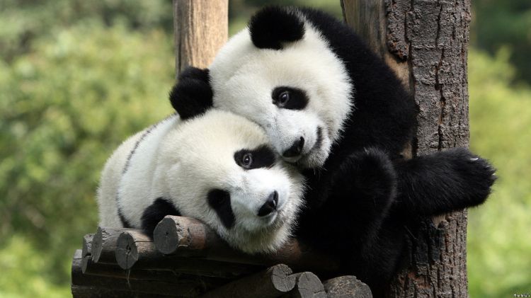 Wallpapers Animals Pandas Wallpaper N300647