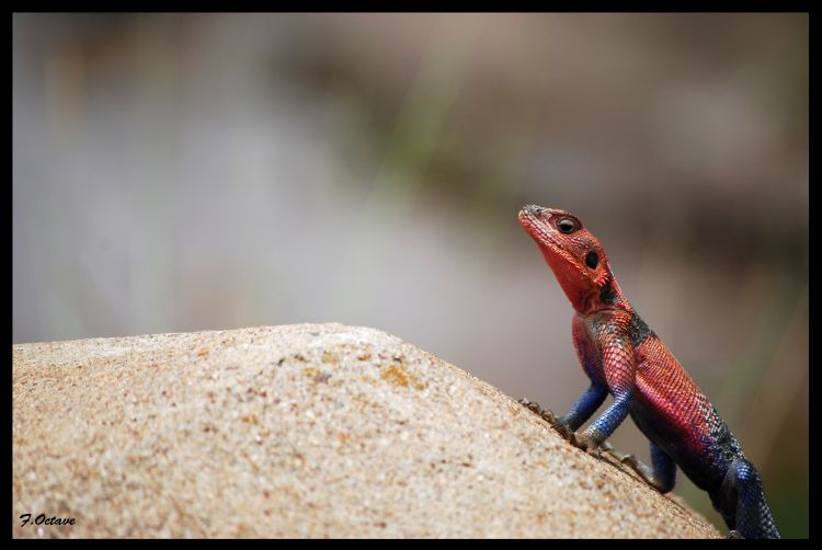 Fonds d'cran Animaux Lzards - Iguanes Lzard...