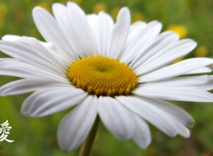  Nature Marguerite 