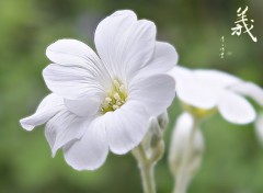  Nature Corbeille d'argent