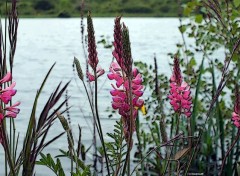  Nature Fleurs d'eau