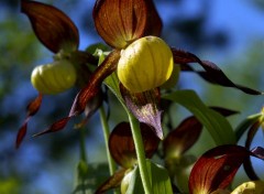  Nature Cypripedium calceolus 2012