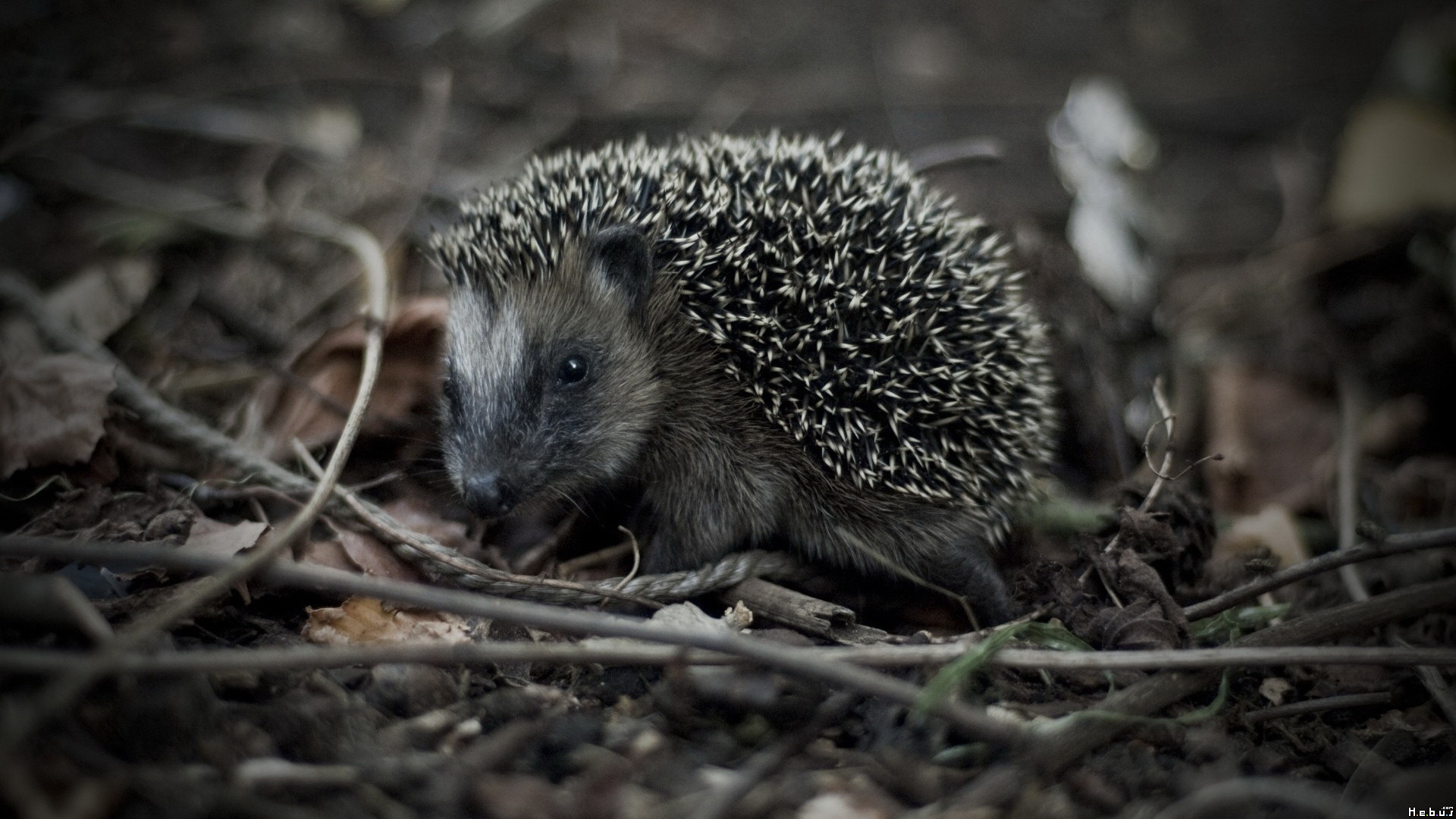 Wallpapers Animals Hedgehogs 