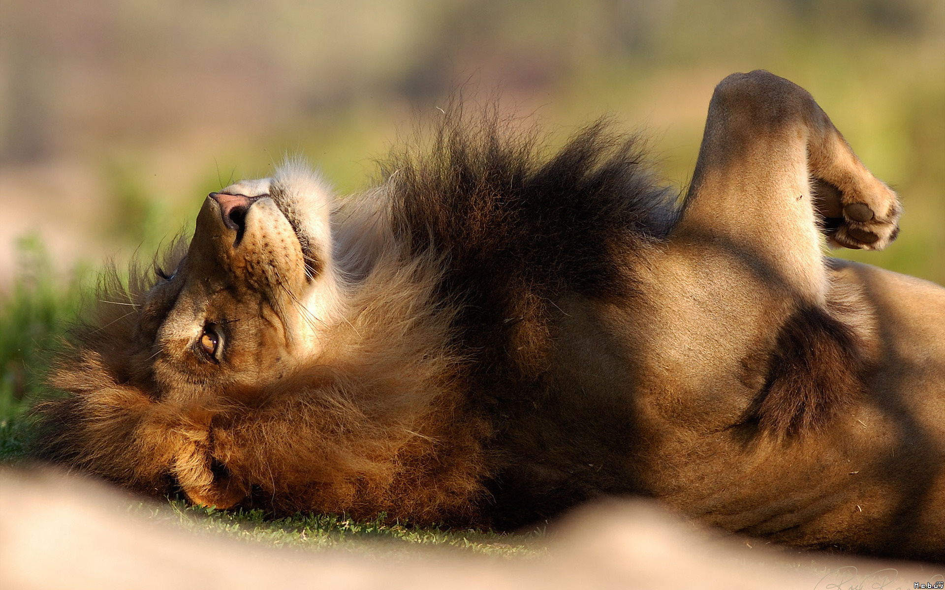 Fonds d'cran Animaux Flins - Lions 