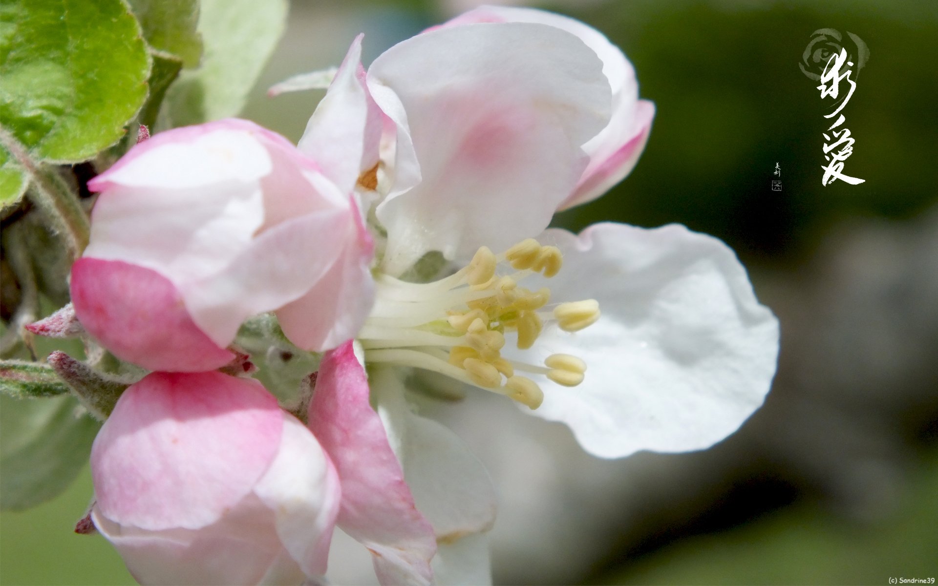 Wallpapers Nature Flowers Pommier en fleurs