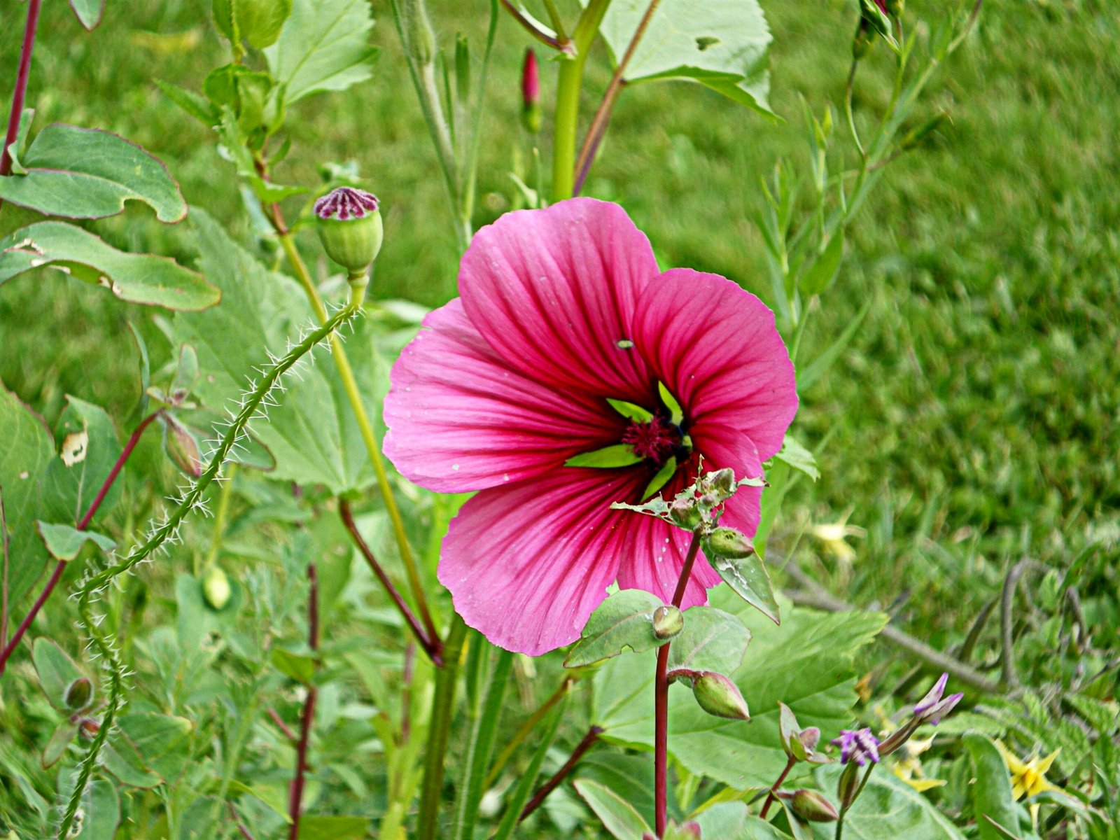 Wallpapers Nature Flowers fleur des champs